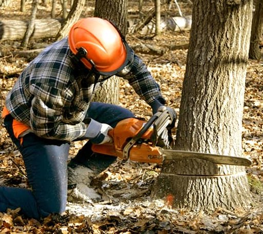 Tree Removal in Guthrie, OK